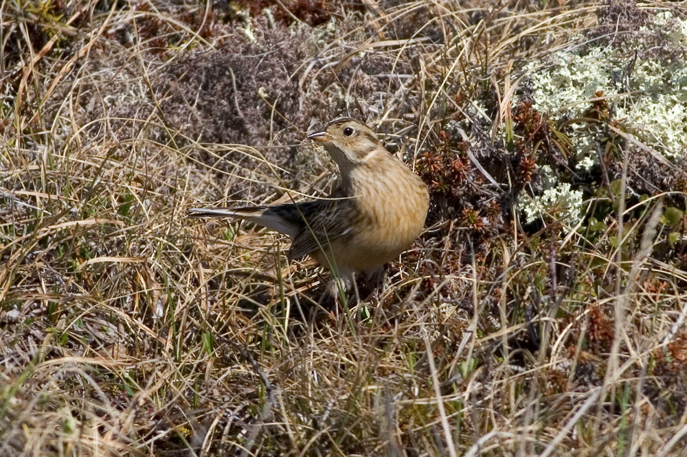 Smith's Longspur (Calcarius pictus) | Wild Bird Gallery