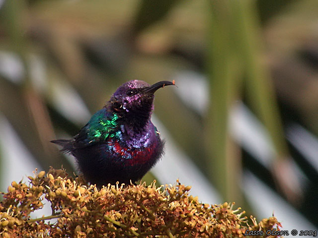 Splendid Sunbird (Cinnyris coccinigaster) | Wild Bird Gallery