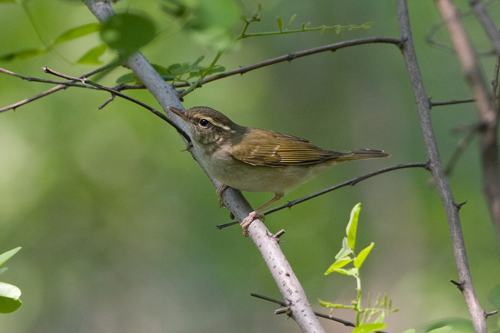 Pale-legged Leaf-Warbler (Phylloscopus tenellipes) - Index - Gallery ...