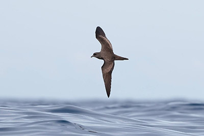 Bulwer's Petrel