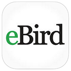 eBird