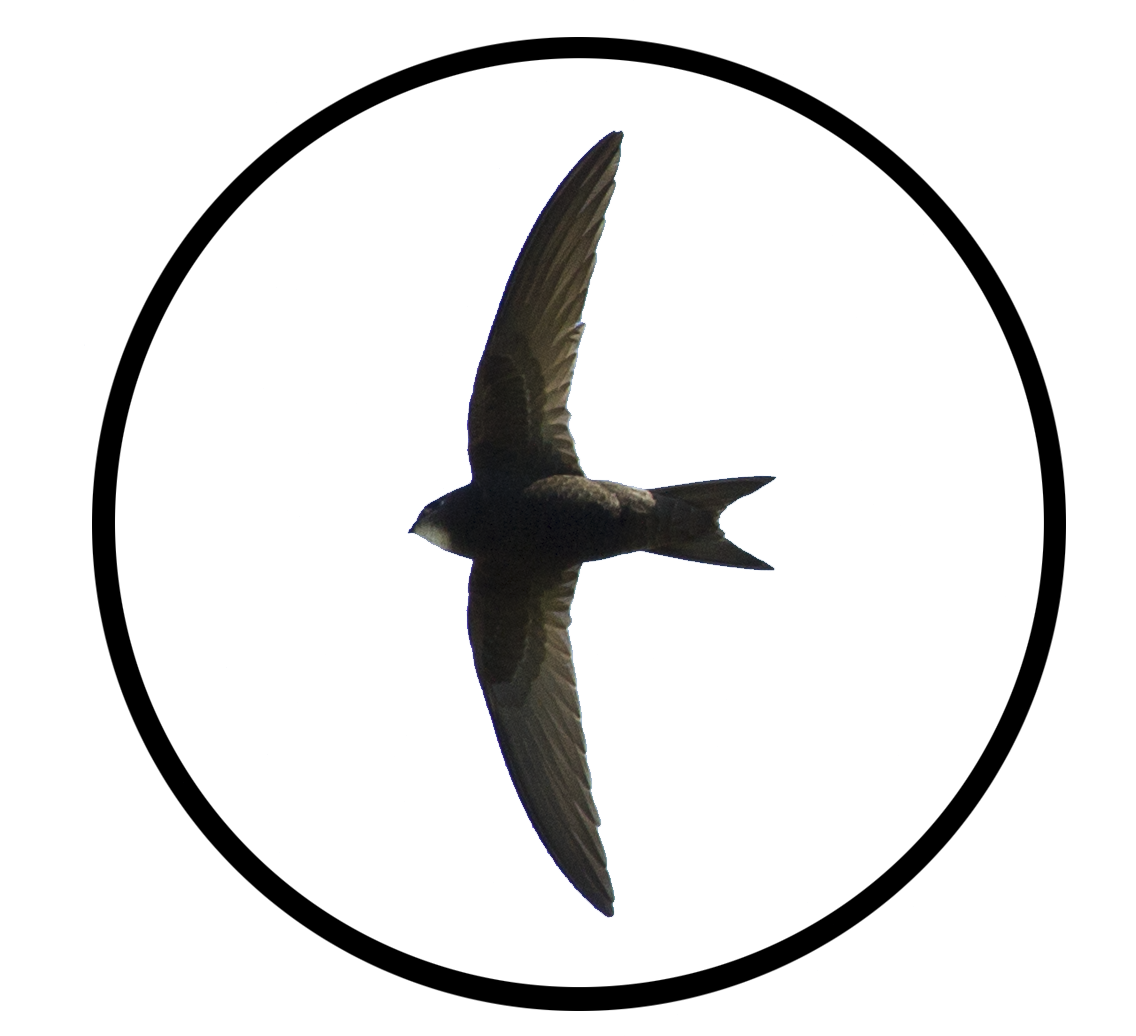 WildBirdGallery.com